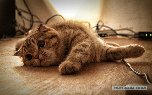 Котовторник 25.02.2014
