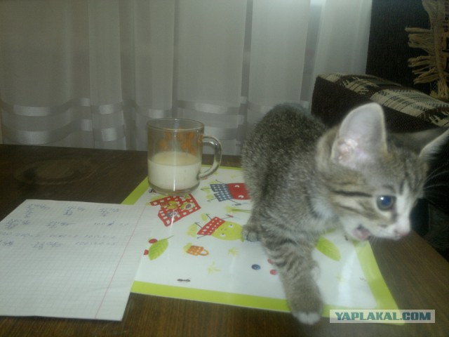 Котовторник 29.04.14.