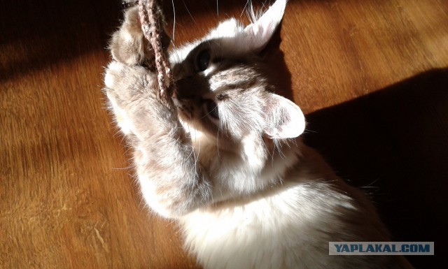Котовторник