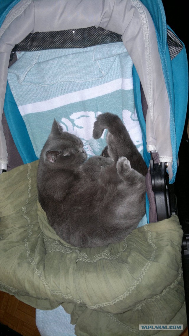 Котовоскресенье