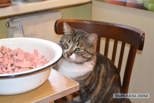 Новогодний котовторник,05.01.16.