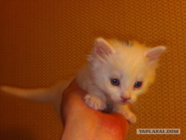Котовторник 19.01.2016