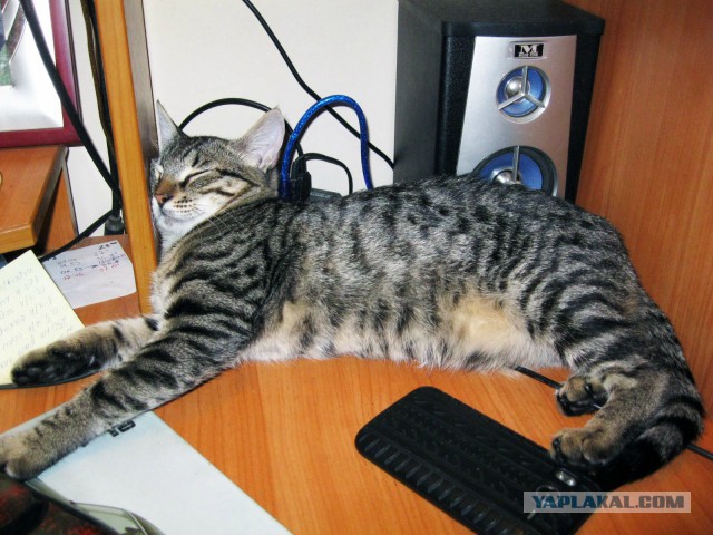 Удобная поза во время сна очень важна!