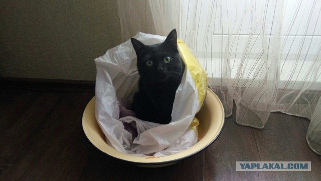 25 смешных котов, которые наотрез отказываются вести себя как нормальные животные