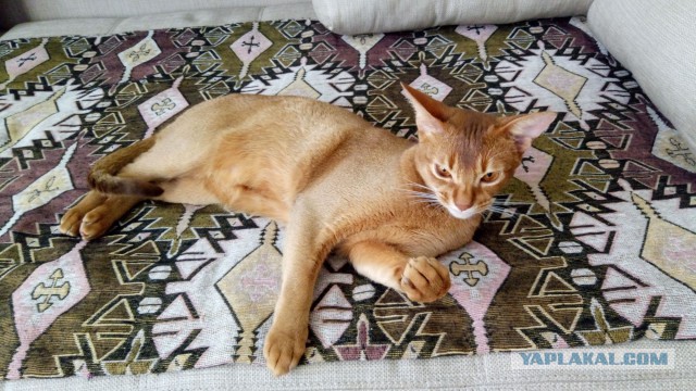 Котовторник  25.07.2017