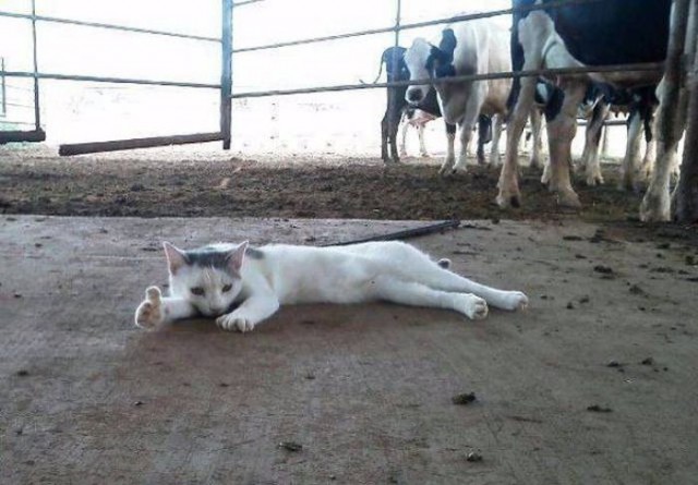 Коты и Кошки