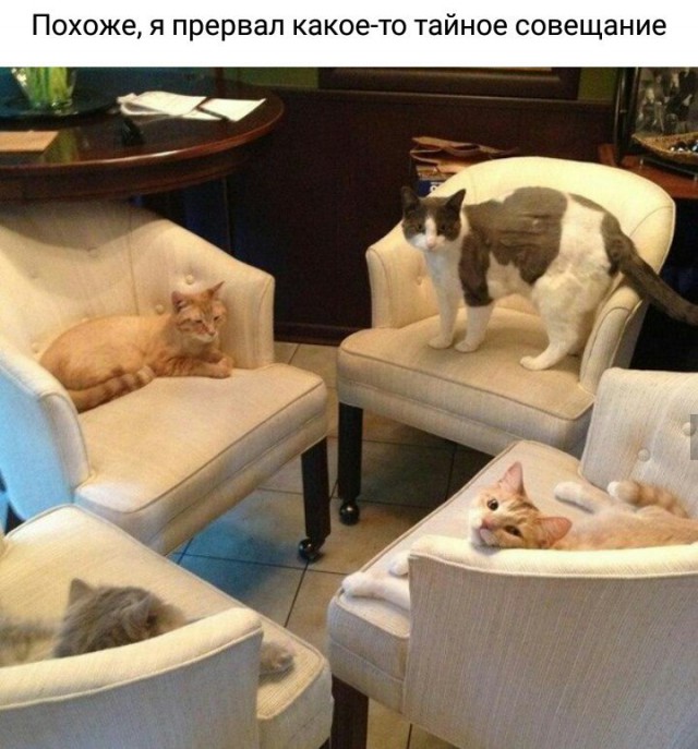 130 картинок для поднятия настроения!