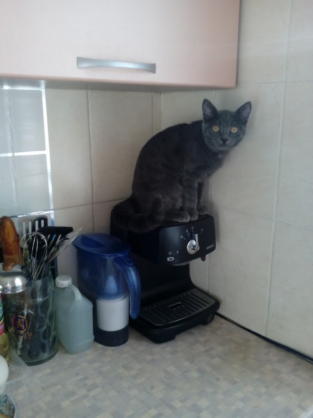 Котовторник 07.11.2017