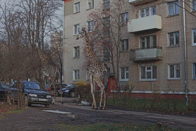 Живность из сети