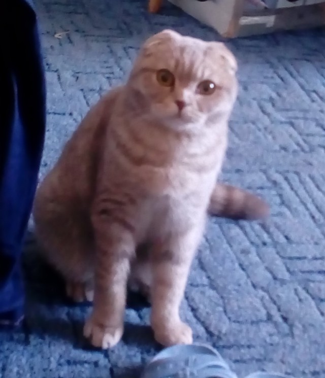 Котовторник 27.03.2018