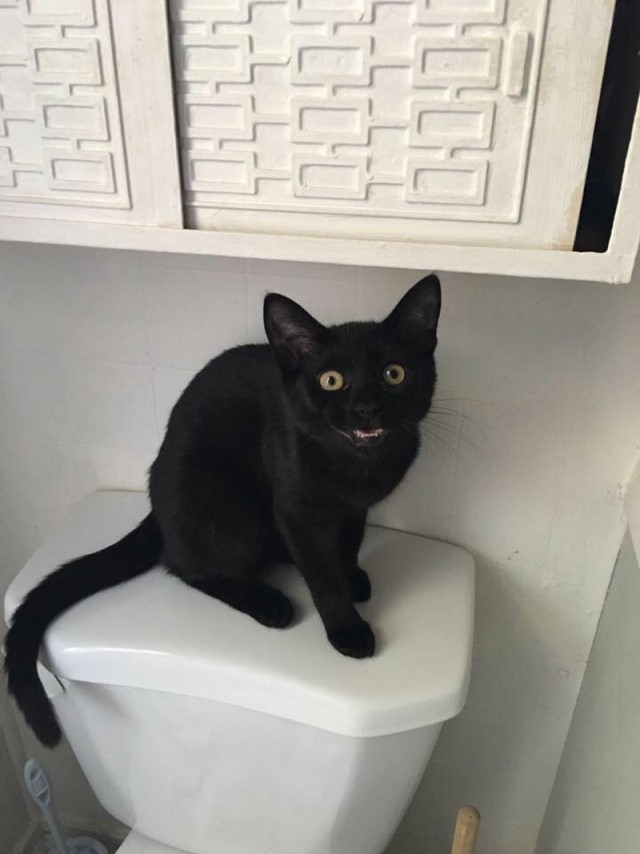 Прикольных котов пост