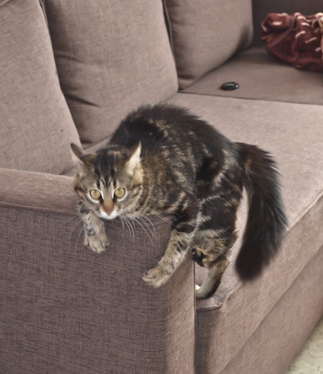 Котовторник, для любителей кошек