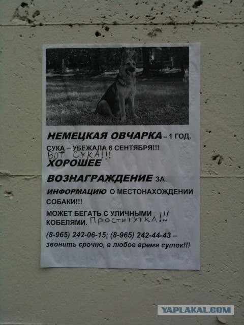 Убежала собака