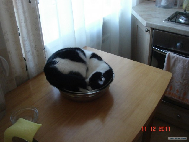 Котовторник (10.01.2012)
