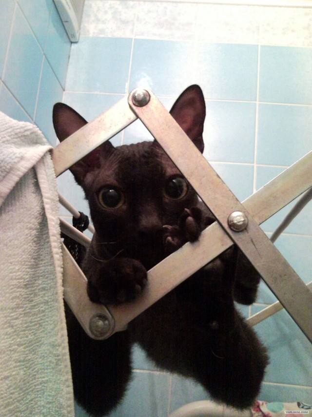 Котовторник 20.03.2012