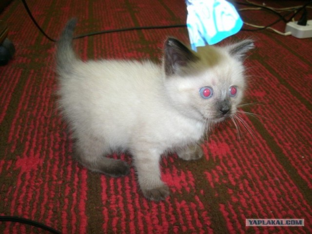 Котовторник 17.04.2012
