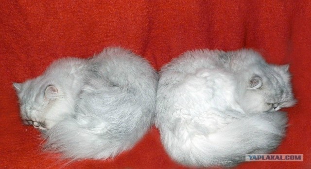 Котовторник 1 мая 2012