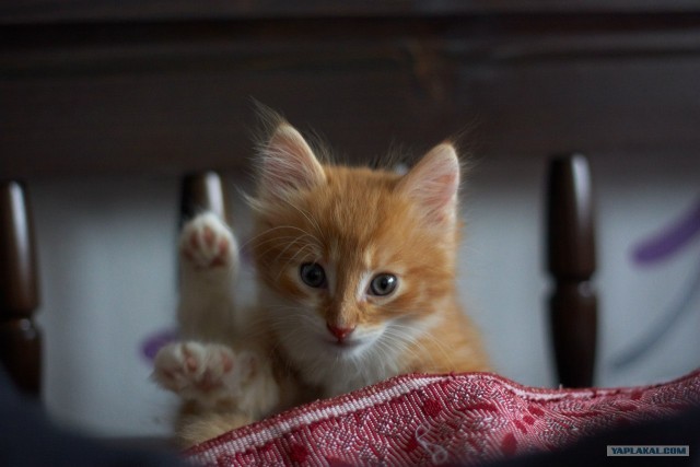 Котовторник 8 мая 2012