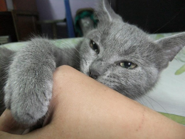 Котовторник 22.05.2012