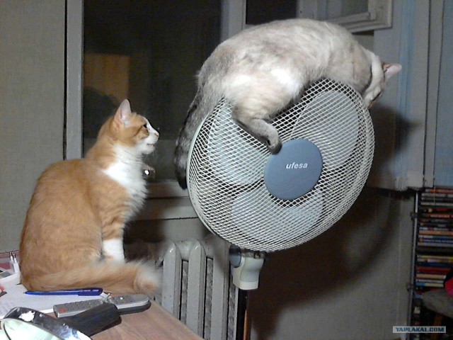 Котовторник  12. 06. 2012