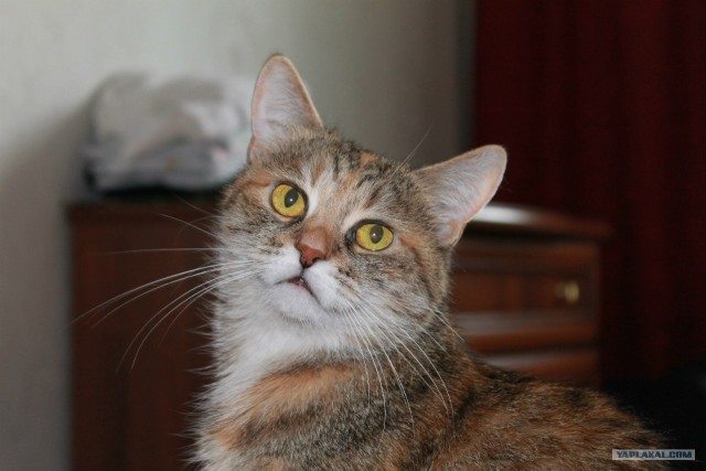 Котовторник на 26.06.12