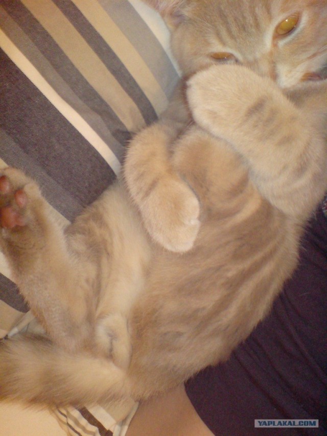 Котовторник 10. 07. 2012