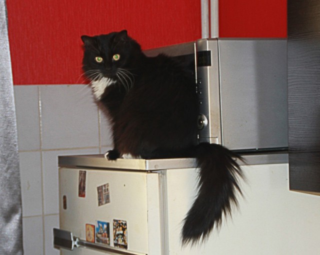 Котовторник 12.02.13