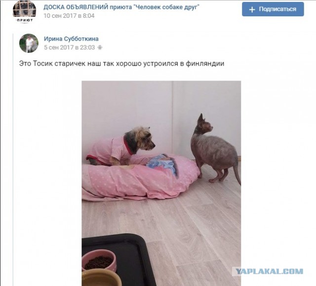 Помогите вернуть кота! Приют "Преданное сердце" украл кота и не отдает!-2