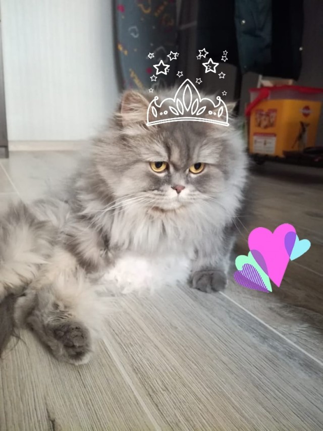 Забавные картинки с котами из сети