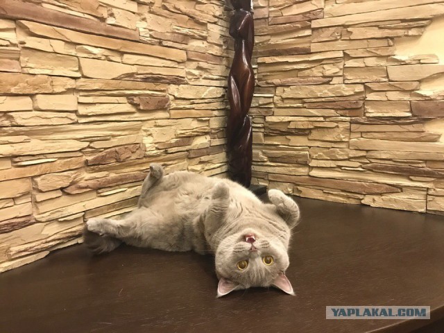 Что значит поза, в которой спит твоя кошка