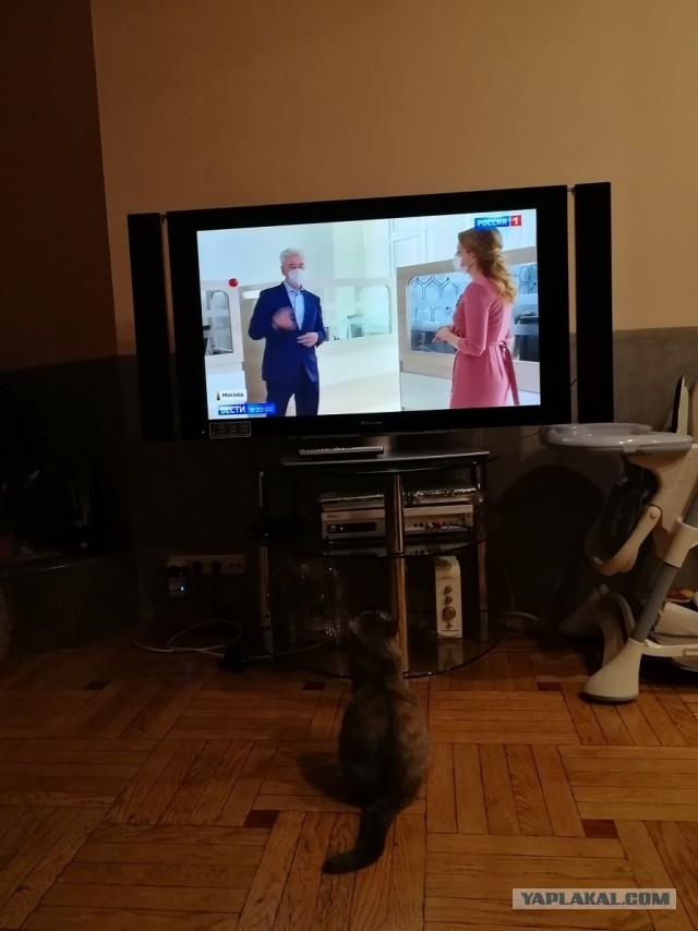 Давайте по котикам, которые с нами на самоизоляции