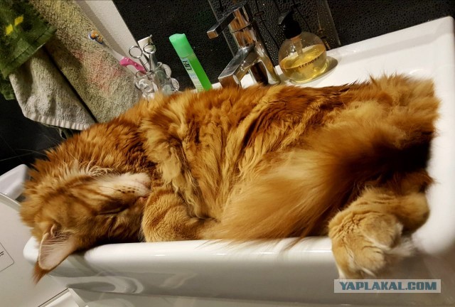 Коты, которые спят где попало и как попало