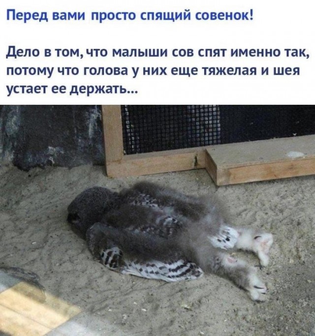 Боянистые картинки 19.12.20
