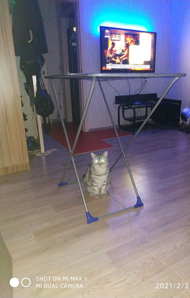 Котовторник. Добавляйте своих