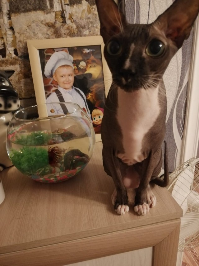 Котовторник. Добавляйте своих