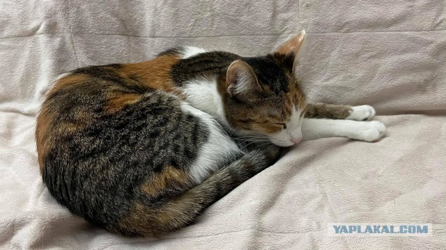 Котовторнику быть!