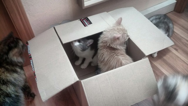Вторник-кото