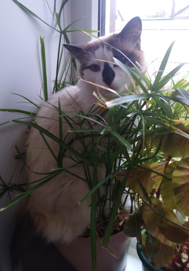 А котовторник уже начался?