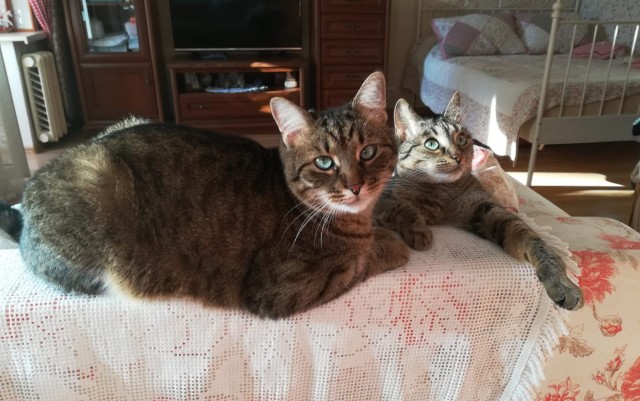 Котовторник (свои добавляем)