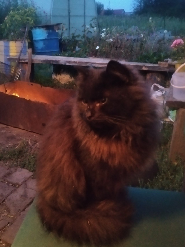 Черный кот
