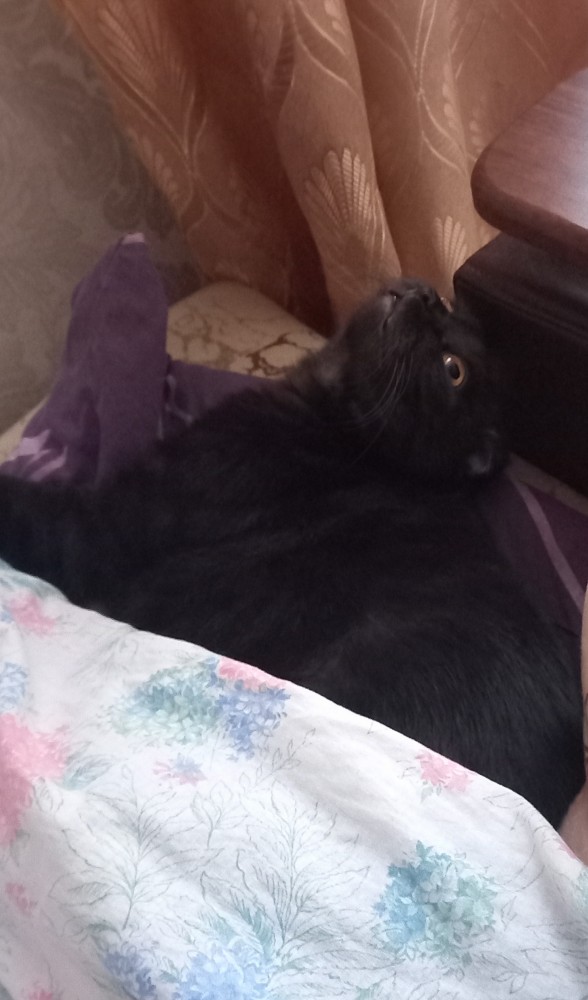 Котовторник