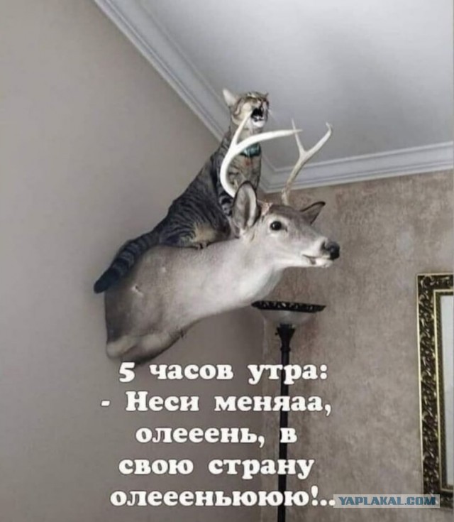 Женское коварство. Серия 100500ая)