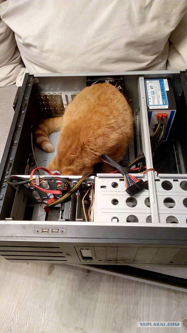Солнце котовторника уже встало, Господа!