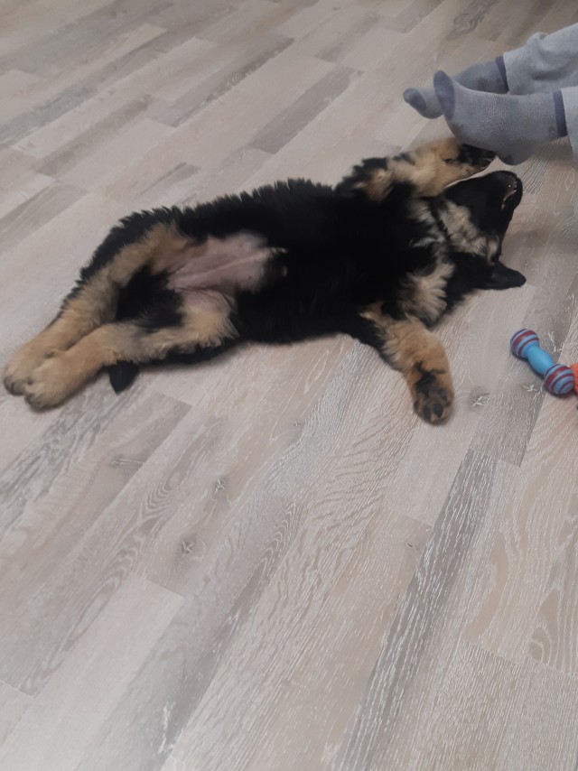 А давайте уже собакочетверг!