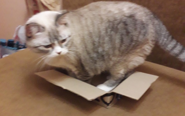 Кошка