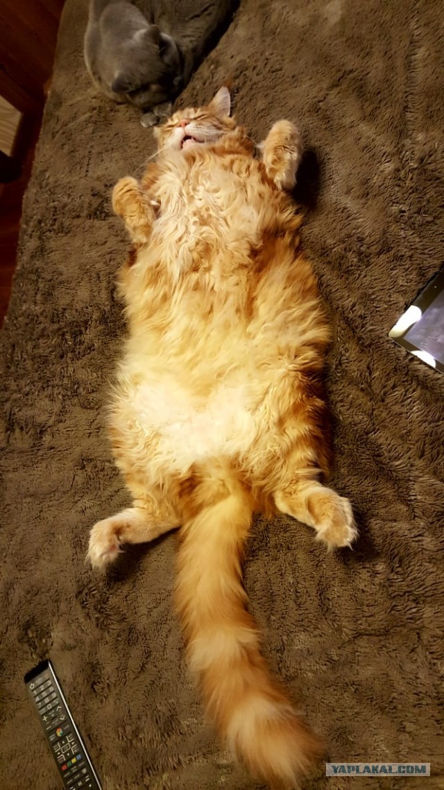 Котовторник 11.01.22