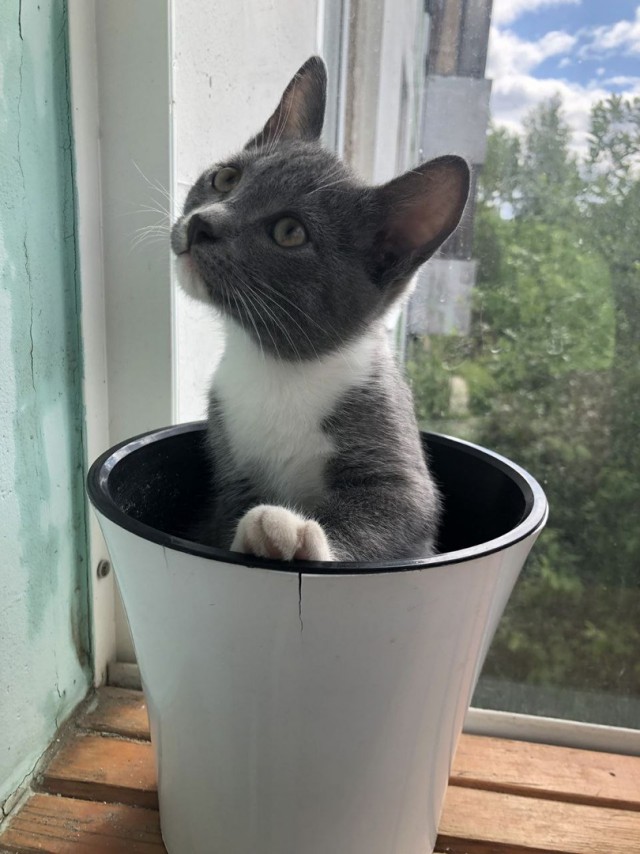 Котовторник. Буська