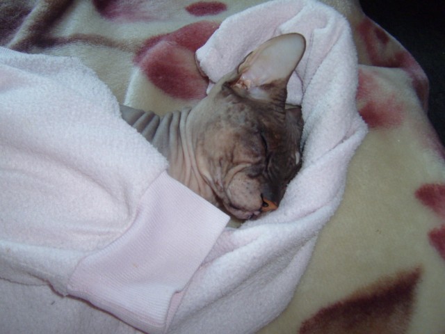 Котовторник. Картинки и буквы 08.02.22