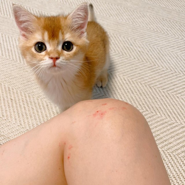 "Первая кровь"