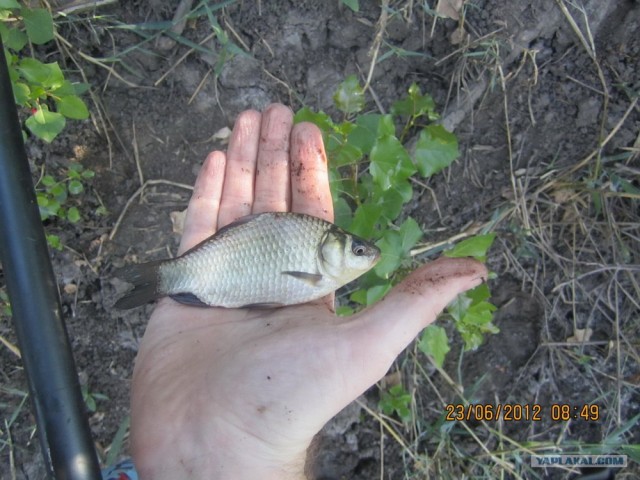 Утреняя рыбалка